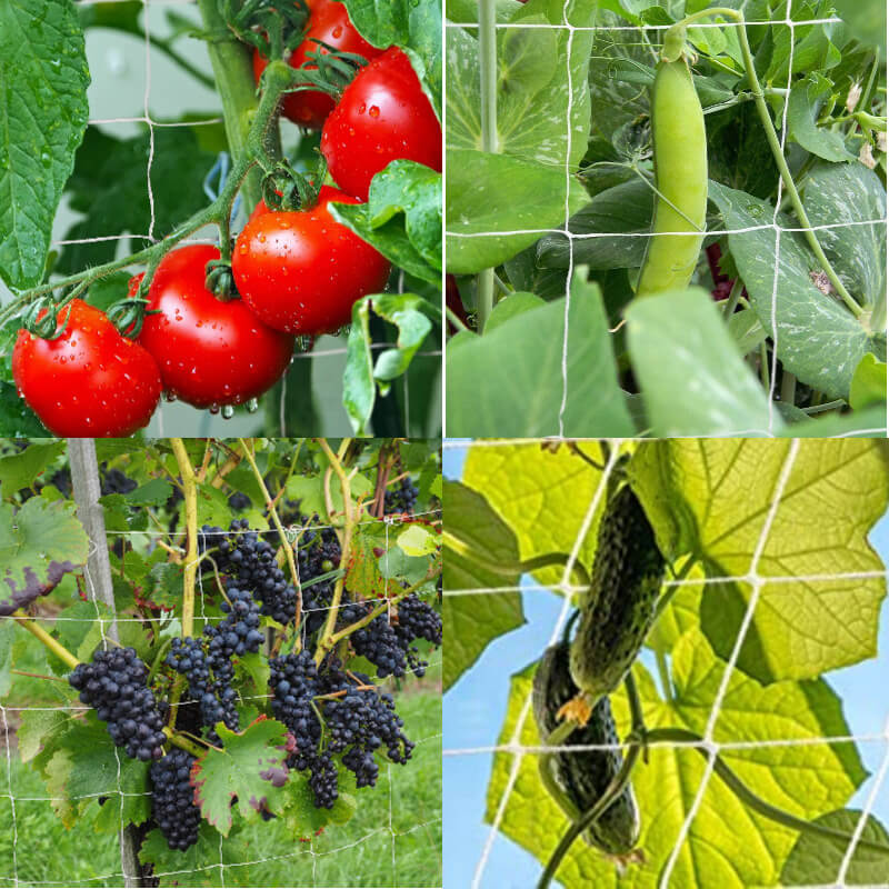 grow tent trellis Best 4x4 Trellis Netting for Grow Tent