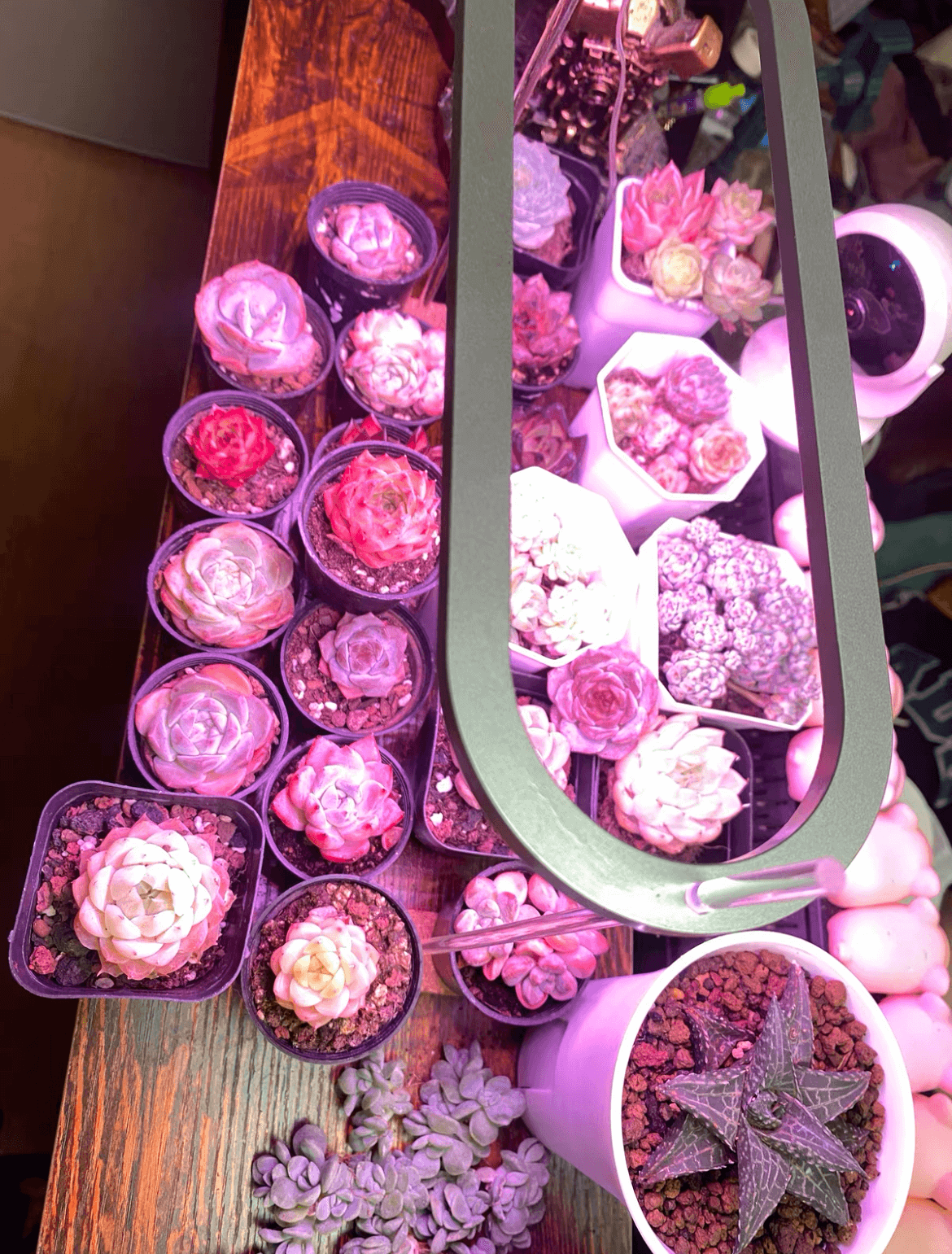 USB Grow Light | Decorative Grow Lights for Indoor Plants | Dimmable Grow Light Bulb | Cultiuana QI-601 Small Grow Light for Houseplants