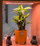 USB Grow Light | Decorative Grow Lights for Indoor Plants | Dimmable Grow Light Bulb | Cultiuana QI-601 Small Grow Light for Houseplants-5