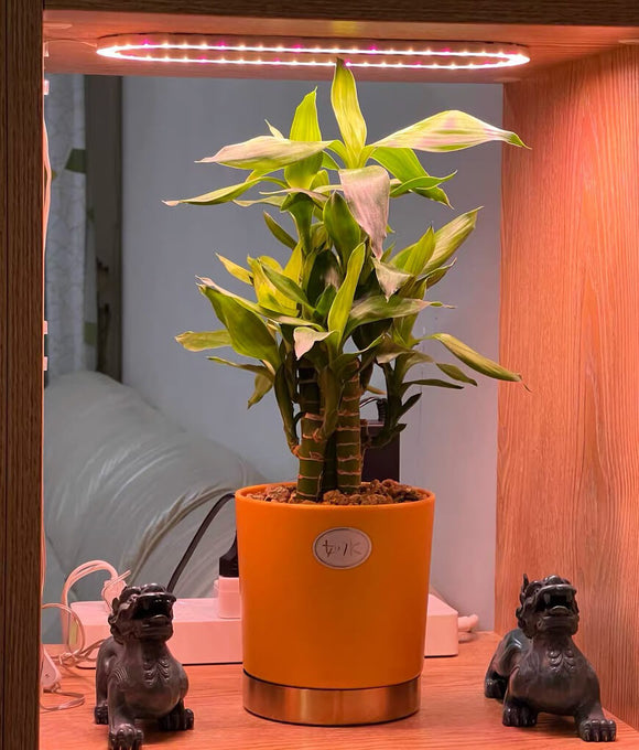 USB Grow Light | Decorative Grow Lights for Indoor Plants | Dimmable Grow Light Bulb | Cultiuana QI-601 Small Grow Light for Houseplants