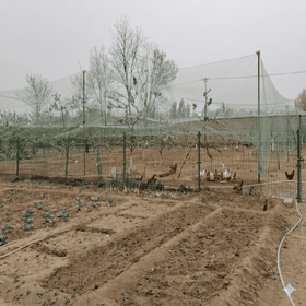 Overhead Netting For Chickens | 1.2-Inch (3cm) Nylon Mesh Poultry Netting (Available in Multiple Sizes) - 0