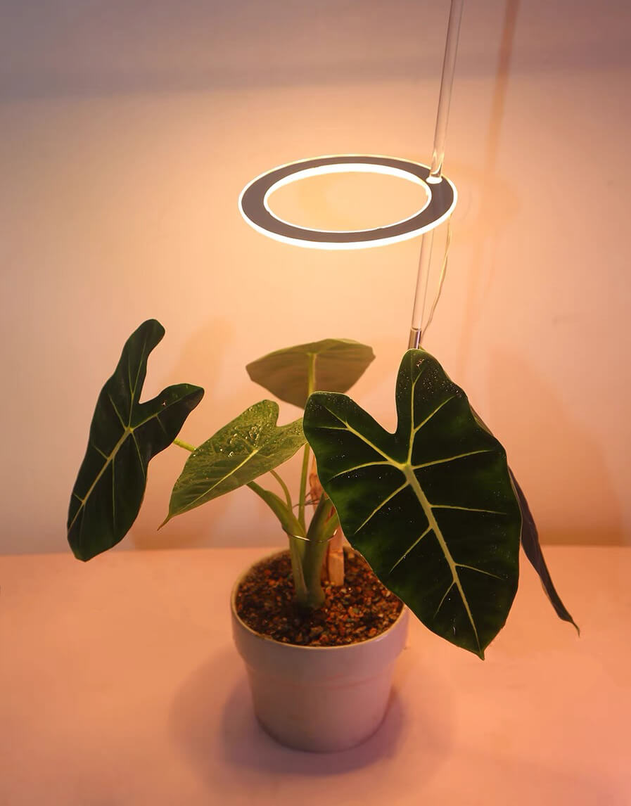 Desk Grow Light | Halo Grow Light | Small Plant Light for Office | Cultiuana QO-302 Small Grow Light for Houseplants