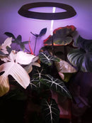 Small Grow Light | Small Grow Lights for House Plants | Cultiuana QD-505-3