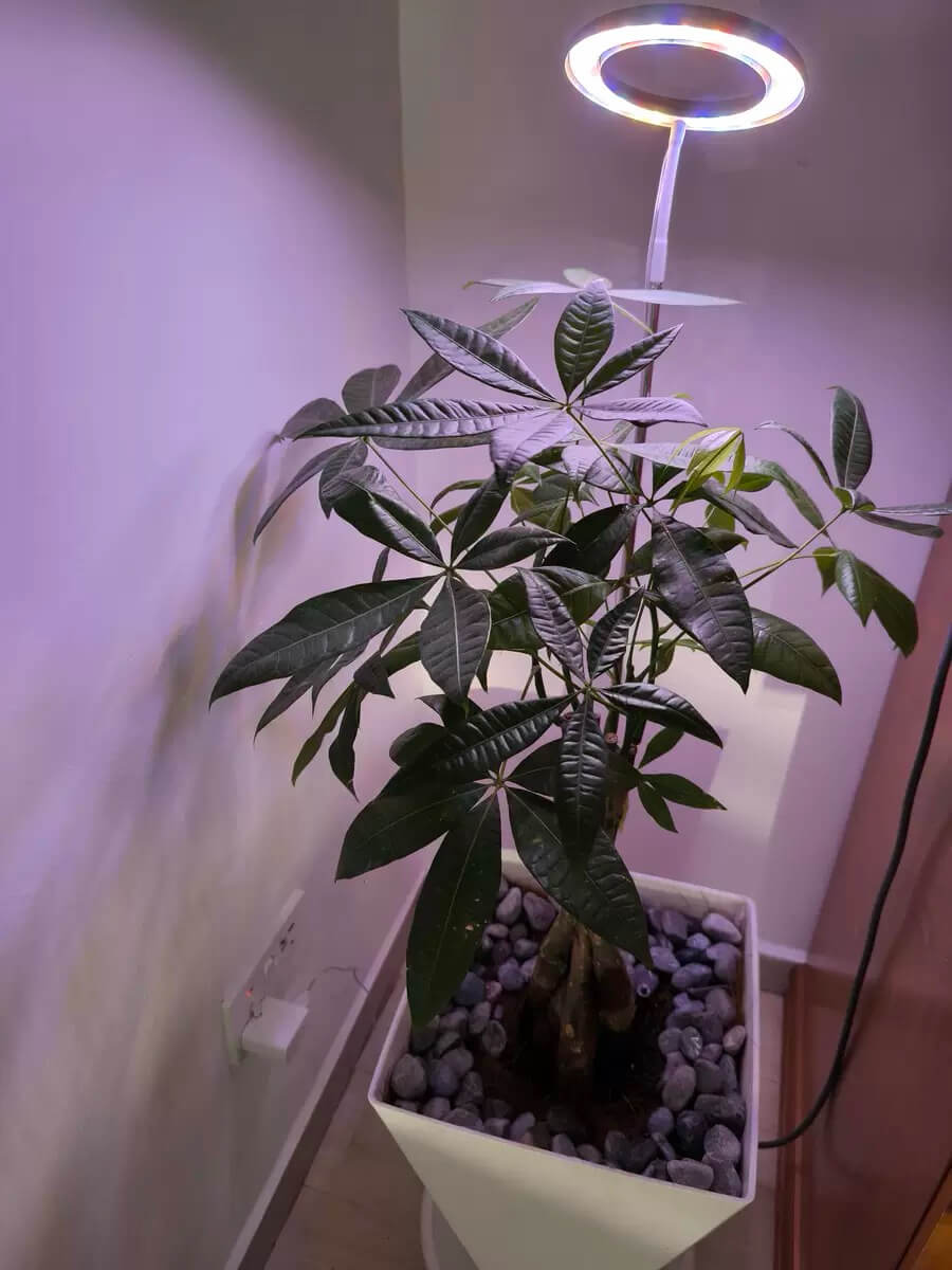 Small Grow Light | Small Grow Lights for Indoor Plants | Small LED Grow Lights | Cultiuana QD-505 Small Grow Light for Houseplants