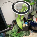 Desk Grow Light | Halo Grow Light | Small Plant Light for Office | Cultiuana QO-302 Small Grow Light for Houseplants-4