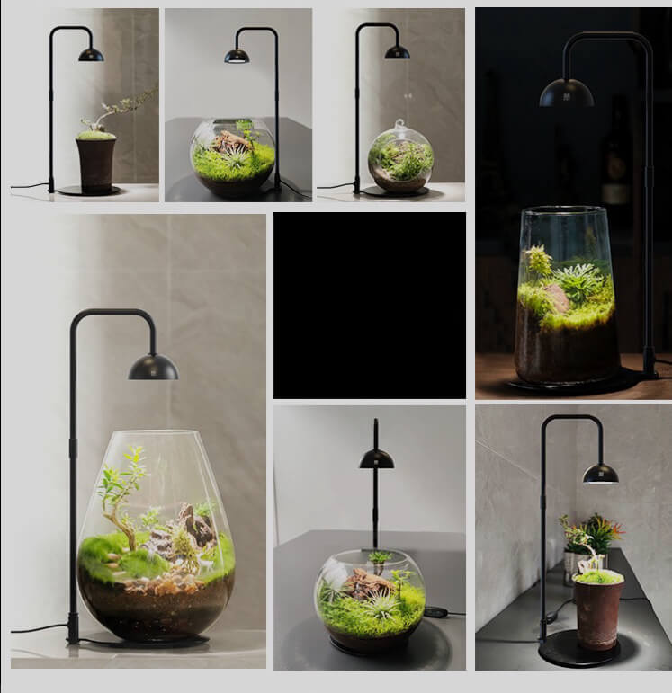 best light for terrarium plants Lights for Bioactive Terrarium | Terrarium Lamp | Best LED Lights for Terrarium