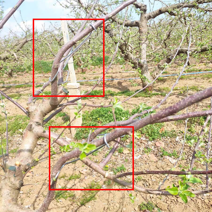 Tools To Train Fruit Tree Branches | Plant Branch Bender | Cultiuana