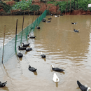 Overhead Netting For Chickens | 1.2-Inch (3cm) Nylon Mesh Poultry Netting (Available in Multiple Sizes)-3
