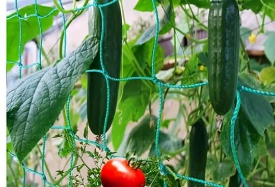 Nylon Trellis Netting | Garden Nylon Netting | Heavy Duty Nylon Net for Vines | Cultiuana