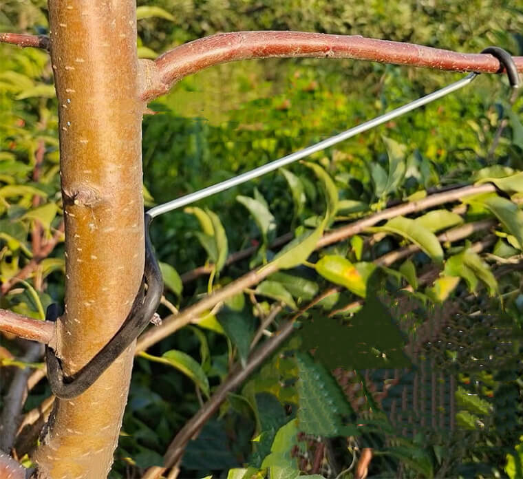 Tools To Train Fruit Tree Branches | Plant Branch Bender | Cultiuana - 0