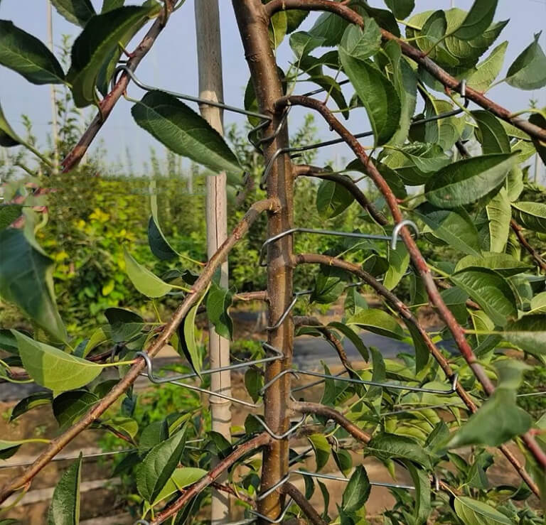 Tools To Train Fruit Tree Branches | Plant Branch Bender | Cultiuana