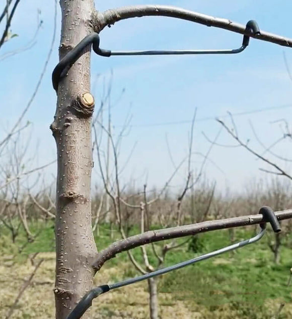 Tools To Train Fruit Tree Branches | Plant Branch Bender | Cultiuana