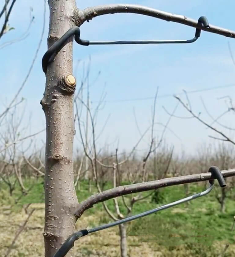 Tools To Train Fruit Tree Branches | Plant Branch Bender | Cultiuana