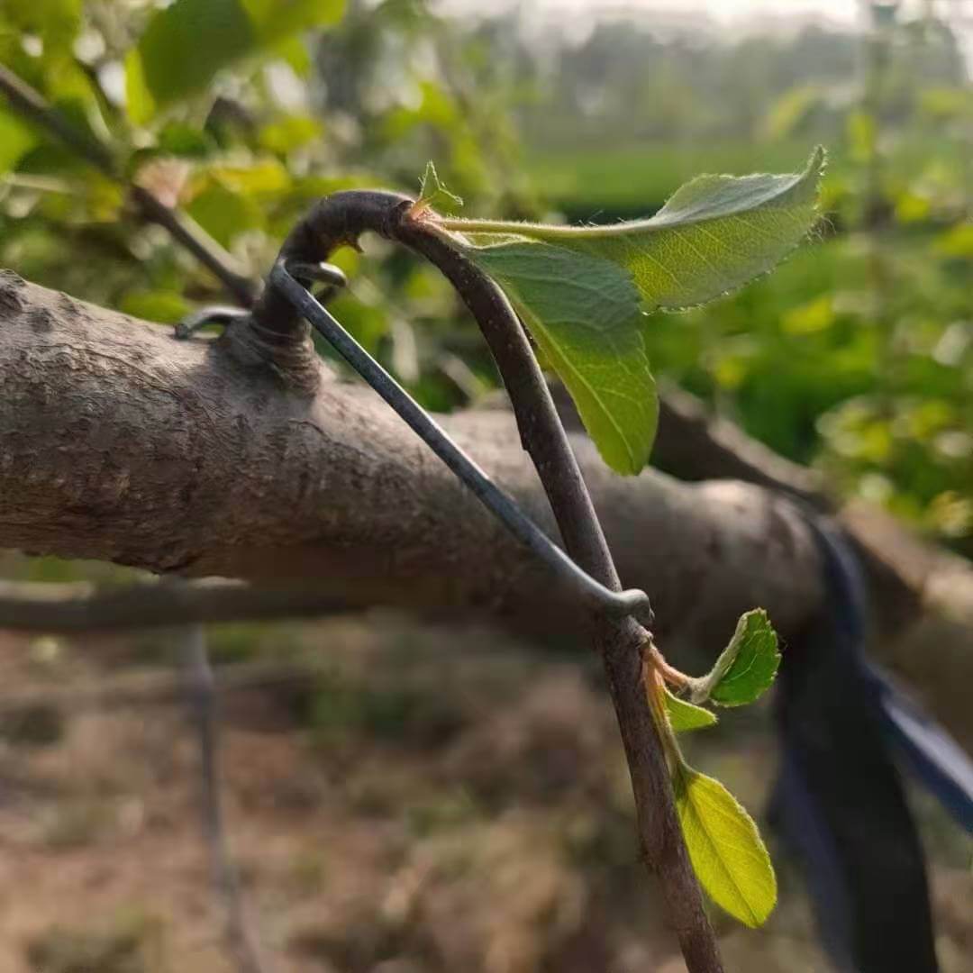 Tools To Train Fruit Tree Branches | Plant Branch Bender | Cultiuana