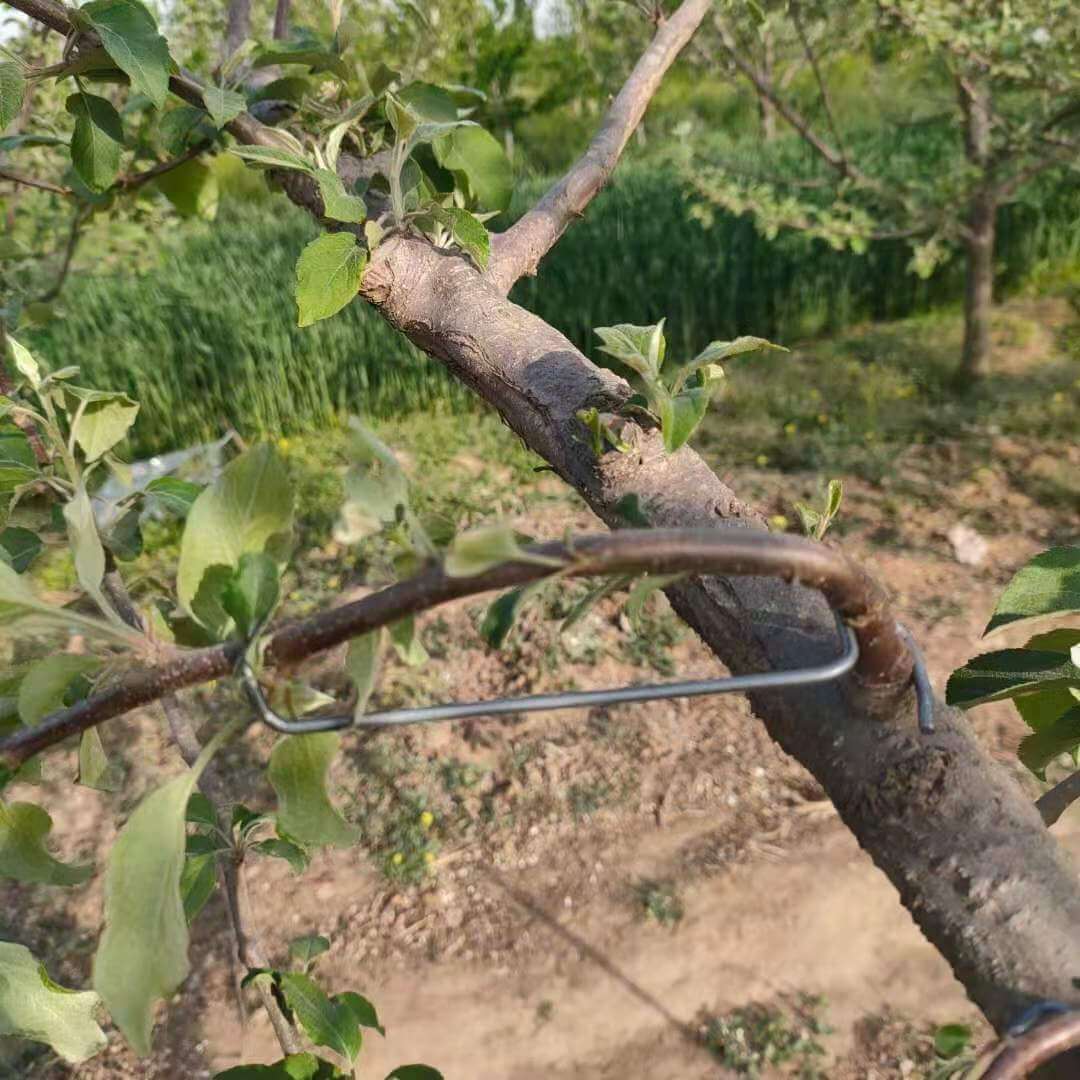 Tools To Train Fruit Tree Branches | Plant Branch Bender | Cultiuana