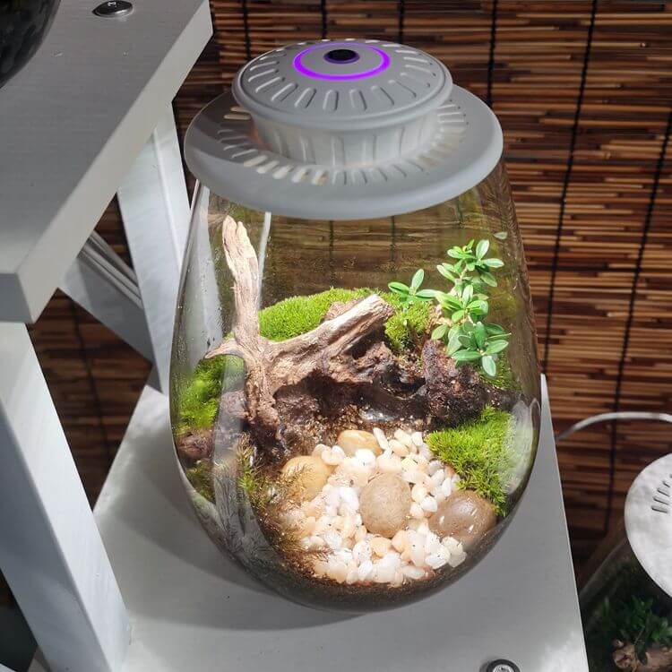 LED Lighting For Terrarium Plants | Terrarium LED Grow Lights | Cultiuana FF-081