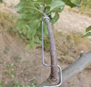 Tools To Train Fruit Tree Branches | Plant Branch Bender | Cultiuana-1