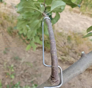 Plant Support