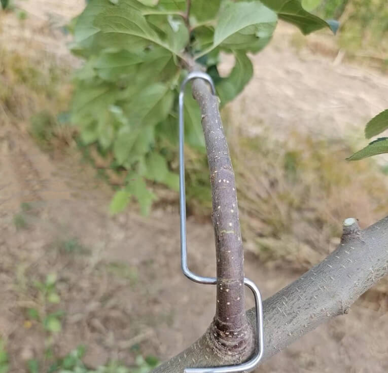 Tools To Train Fruit Tree Branches | Plant Branch Bender | Cultiuana