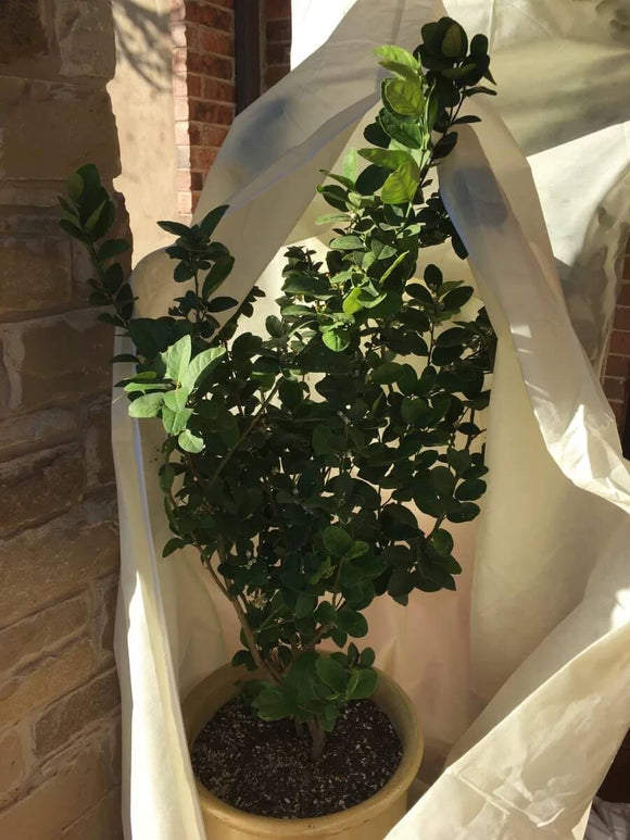 Plant Cover for Winter | Frost Cloth for Plants | Freeze Protection Covers for Plants| Cultiuana