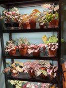 T8 LED Grow Lights | 4ft T8 LED Grow Light Bulbs | Full Spectrum T8 LED Grow Lights | Cultiuana GZ-100 T8 Bulbs-11