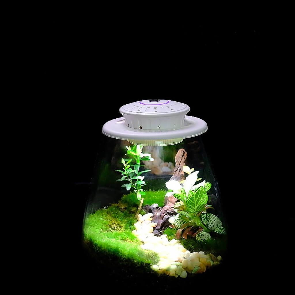 LED Lighting For Terrarium Plants | Terrarium LED Grow Lights | Cultiuana FF-081 - 0