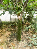 Tree Guards for Trees - Plastic Tree Trunk Protector to Protect Against Deer, Rabbits & Squirrels | Cultiuana-4