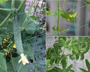 Nylon Trellis Netting | Garden Nylon Netting | Heavy Duty Nylon Net for Vines | Cultiuana-12