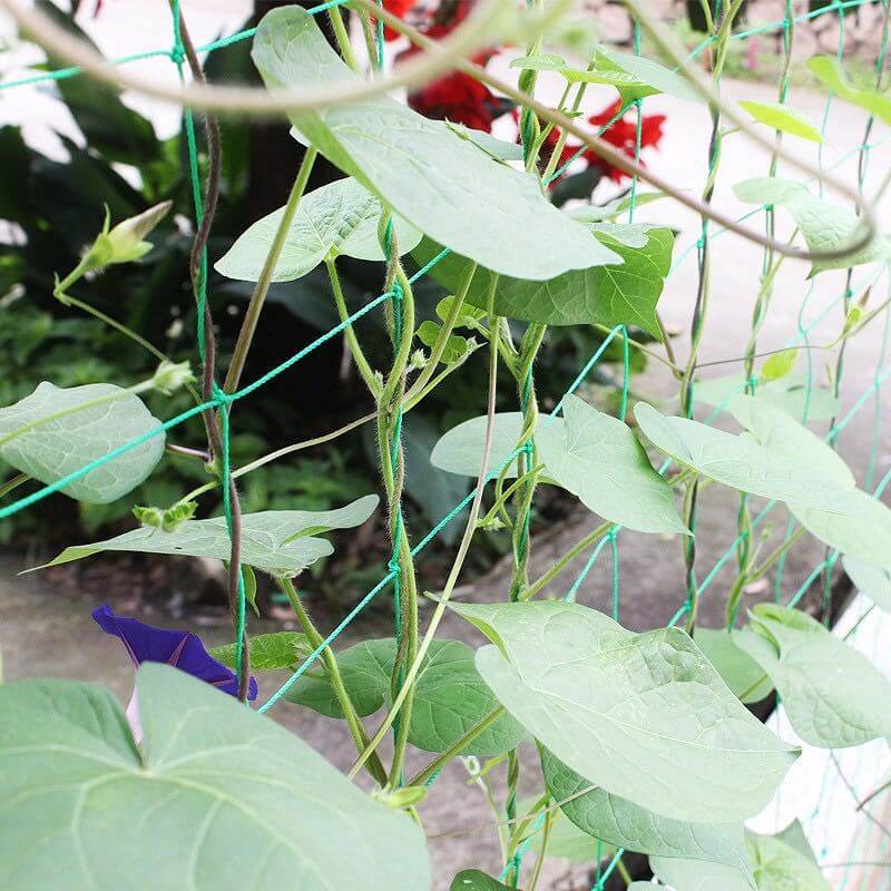 Nylon Trellis Netting | Garden Nylon Netting | Heavy Duty Nylon Net for Vines | Cultiuana