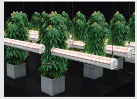 150W Under Canopy Grow Lights | Under Canopy Lighting For Grow Room | UCD-150 - 0